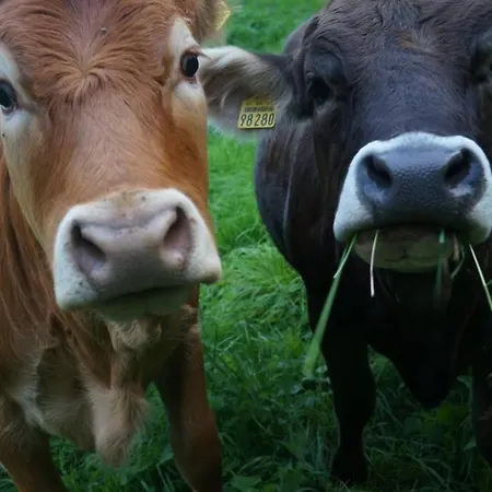 Gutshof Dobschuetz - Urlaub Auf Dem Bauernhof