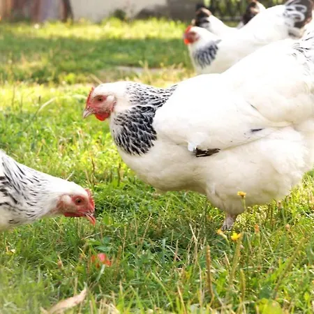 Gutshof Dobschuetz - Urlaub Auf Dem Bauernhof Appartement *