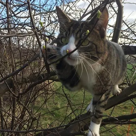 Appartement Gutshof Dobschuetz - Urlaub Auf Dem Bauernhof Nossen