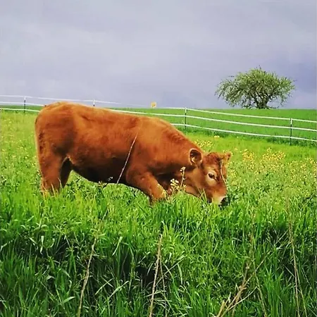 Gutshof Dobschuetz - Urlaub Auf Dem Bauernhof * Nossen